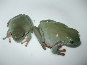 Litorija (3 foto no 8)