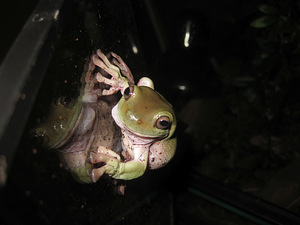 Litorija (7 foto no 8)