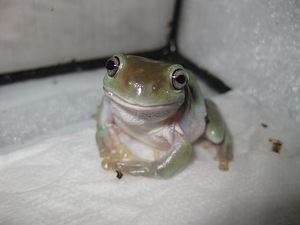 Litorija (8 foto no 8)