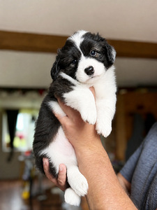 Welsh corgi cardigan-fci (1 foto / 2)