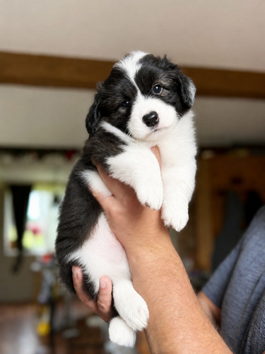Welsh corgi cardigan-fci