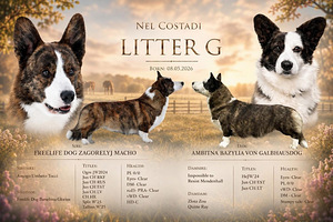 Welsh corgi cardigan-fci (2 foto / 2)