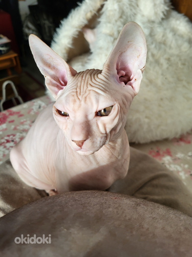 Don Sfinx valkoisia poika pentuja