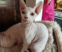 Sfinx valkoinen poika pentu