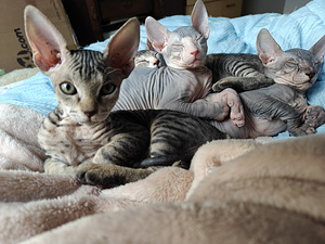 Sfinx tyttö pentuja (2 valokuva sivusta 9)