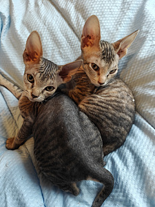 Sfinx tyttö pentuja (5 valokuva sivusta 9)