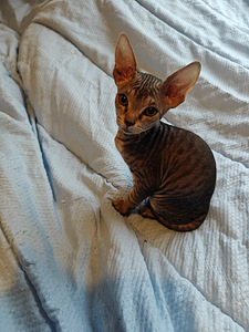 Sfinx tyttö pentuja (8 valokuva sivusta 9)