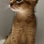 Абиссинский котенок (фото #2)