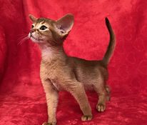 Абиссинский котенок