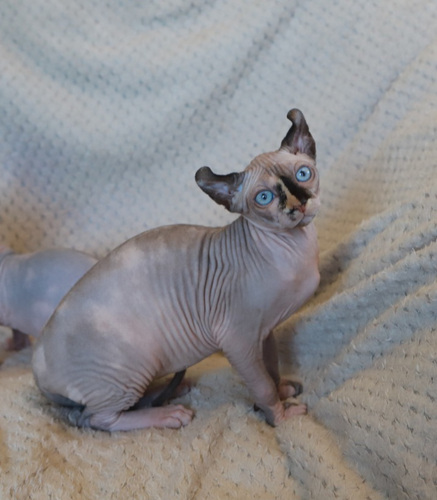 Sfinks