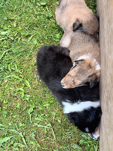 Collie kutsikad (1 foto / 4)