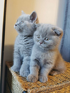 Шотландский котенок (4 фото из 8)