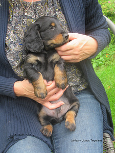 7-week-old long-haired standard dachshund puppies (1 foto / 5)