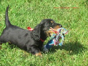 7-week-old long-haired standard dachshund puppies (5 foto / 5)