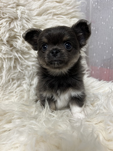 Beebi chihuahua Müüdud! (1 foto / 4)