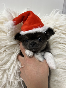 Beebi chihuahua Müüdud! (2 foto / 4)
