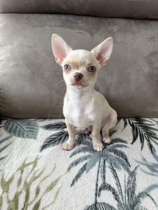 Chihuahua kutsikapoiss (chihuahua)