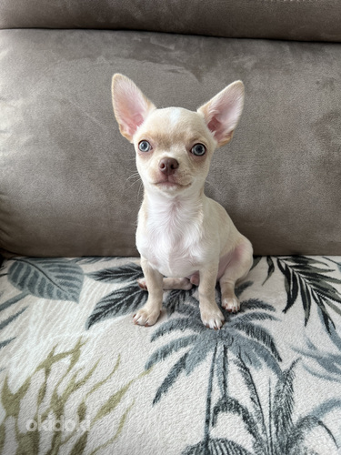 Chihuahua kutsikapoiss unikaalse värvi (chihuahua) (foto #1)