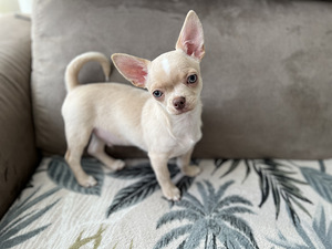 Chihuahua kutsikapoiss unikaalse värvi (chihuahua) (4 foto / 7)