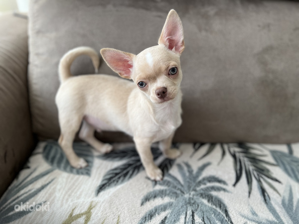 Chihuahua kutsikapoiss unikaalse värvi (chihuahua) (foto #4)
