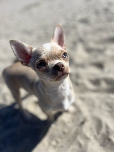 Chihuahua kutsikapoiss unikaalse värvi (chihuahua) (6 foto / 7)