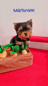 Mini Yorkshire terjeri kutsikad (2 foto / 2)