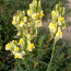 Льнянка Обыкновенная Linaria vulgaris. (фото #2)