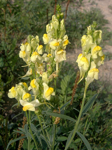 Harilik käokannus (Linaria vulgaris) (2 foto / 3)