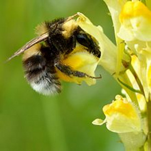 Harilik käokannus (Linaria vulgaris) (3 foto / 3)