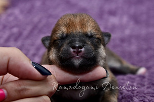 Shiba inu kutsikad (1 foto / 3)