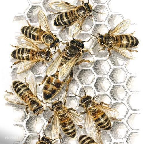 Пчёлы (фото #1)