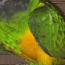 Сенегальский попугай (фото #2)