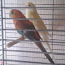 Певчие попугаи (фото #1)