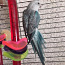 Певчие попугаи (фото #2)