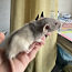 Крысята, мальчики дамбо (фото #4)
