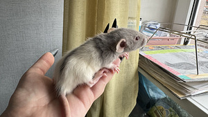 Isased rotipojad dumbo (4 foto / 4)