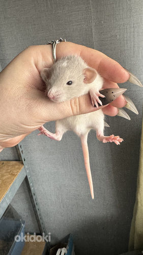 Крысята, дамбо (фото #3)