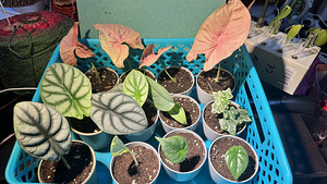 Syngonium ‘Neon Pink’ (5 foto / 5)