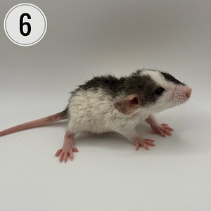 Rotipojad, poisid dumbo rex (2 foto / 4)