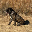 Cane Corso isane koer (foto #2)
