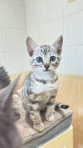 Бенгальские котята (4 фото из 8)