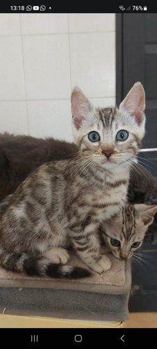 Бенгальские котята