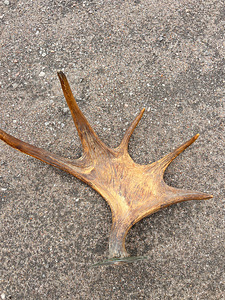 Põdrasarved (2 foto / 4)