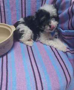 Maltipoo (7 foto no 8)
