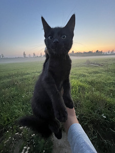 Müüa 2 kassipoega (4 foto / 9)