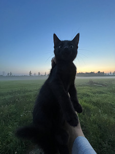 Müüa 2 kassipoega (5 foto / 9)