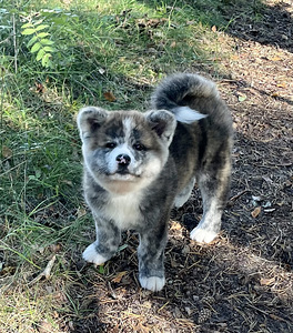 Akita Inu kutsikad (1 foto / 8)
