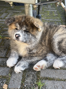 Akita Inu kutsikad (6 foto / 8)