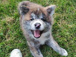 Akita Inu kutsikad (8 foto / 8)