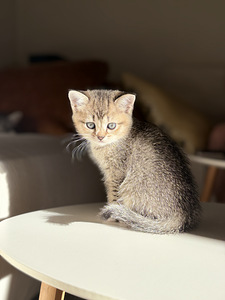 Kissanpentu (1 valokuva sivusta 1)